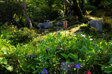 garden with flowers