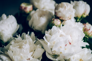 Obraz na płótnie Canvas Macro shot of fresh bunch of peonies bouquet of white colors. Card Concept, gentle abstract floral background image, close up, shallow DoF