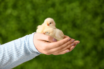 Female hands holding cute yellow chicks outdoors