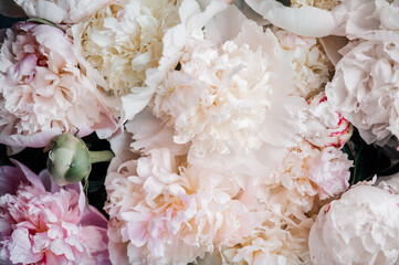 Macro shot of fresh bunch of peonies bouquet of white colors. Card Concept, gentle abstract floral background image, close up, shallow DoF