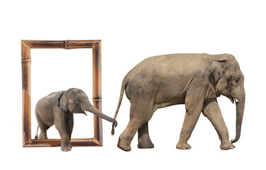 Family of elephant - mom and baby (Elephas maximus) in bamboo frame with 3d effect. Small elephant...