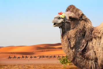 Bactrian camel (Camelus bactrianus) in Sahara desert, Morocco. One camel close up, camelcade and sand dunes on blue sky background