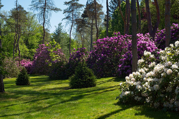 Pink and white rhododendrons growing in an Ohio park