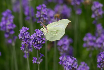 Naklejka premium Common brimstone butterfly (Gonepteryx rhamni) sitting on lavender in Zurich, Switzerland