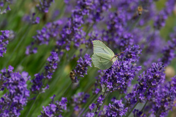 Common brimstone butterfly (Gonepteryx rhamni) sitting on lavender in Zurich, Switzerland