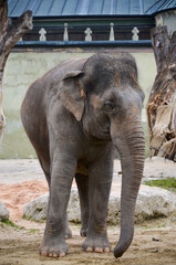 Naklejka premium African elephant from the zoo in Munich