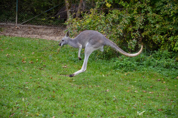 Naklejka na ściany i meble Jumping kangaroo from the zoo in Munich