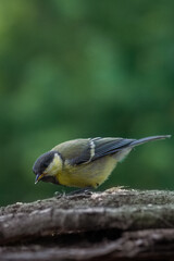 bird on a branch