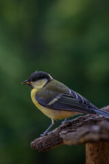 bird