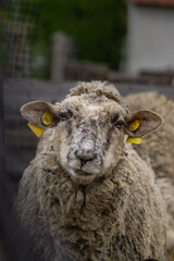 close up of a sheep