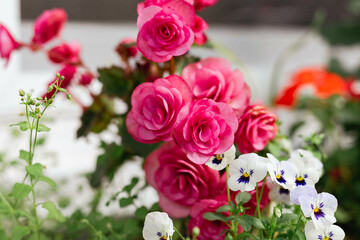 Cluster of pink begonia flowers with pansies
