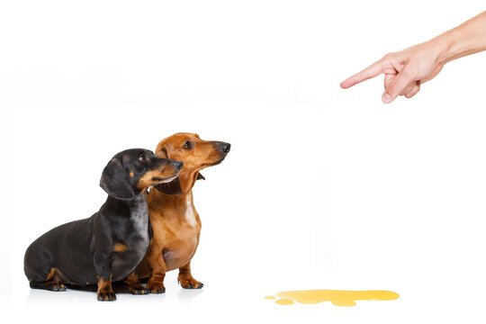 dachshund  sausage dogs being punished for urinate or pee  at home by his owner, isolated on white background