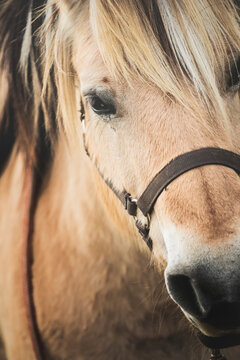 Nice close-up of the head of a brown horse