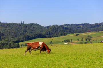Cow on the meadow in the Spisz region of Poland