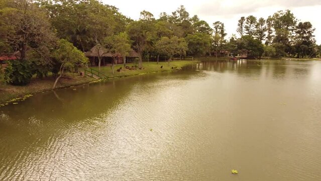 Serenidad tropical: Capibaras disfrutando el sol junto a una laguna paradis&iacute;aca