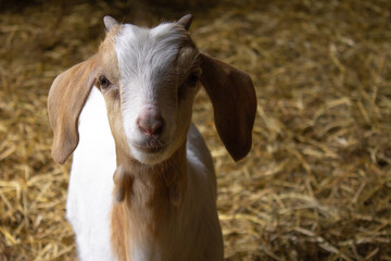 Cute Baby Boer Nubian Mixed Breed Goat Kid with Space for Text