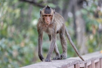 A macaque walks on the railing of an old wooden footbridge, Thailand