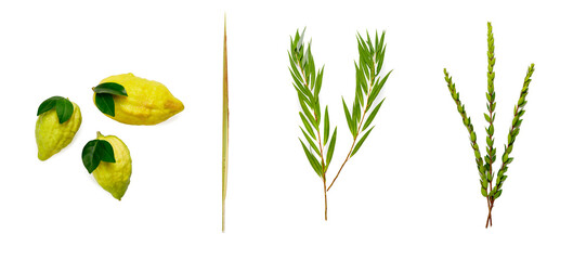 Jewish holiday of Sukkot. Traditional symbols (The four species): Etrog (citron), lulav (palm...