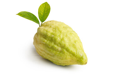 Jewish holiday of Sukkot. Traditional symbol Etrog (citron)
