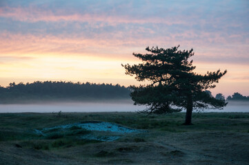 Orange sundown with trees ,fog ,and clouds