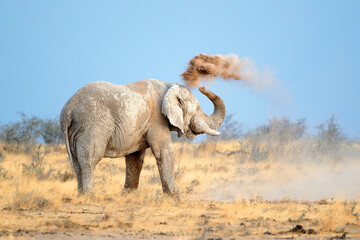 Mud covered African elephant (Loxodonta africana) throwing dust, Etosha National Park, Namibia