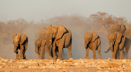 Fototapeta na wymiar African elephant (Loxodonta africana) herd in dust, Etosha National Park, Namibia