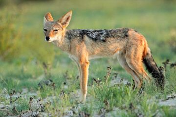 Naklejka na ściany i meble A black-backed jackal (Canis mesomelas) in natural habitat, Kalahari, South Africa