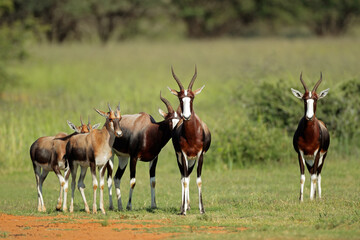 Naklejka na ściany i meble A family group of bontebok antelopes (Damaliscus pygargus dorcas), South Africa