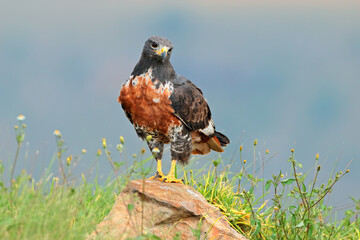 A jackal buzzard (Buteo rufofuscus) perched on a rock, South Africa