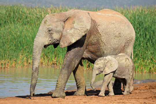 African elephant (Loxodonta africana) cow with young calf, Addo Elephant National park, South Africa