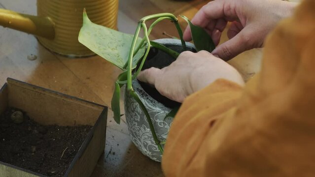 Gardening. Woman hands replanting epipremnum plant into new flowerpot.