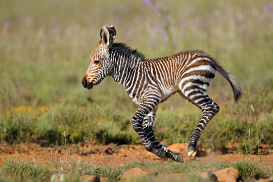 Cape mountain zebra (Equus zebra) foal running, Mountain Zebra National Park, South Africa