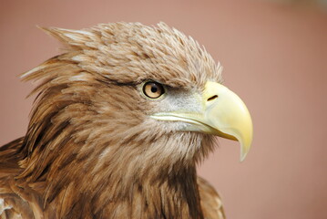 Fototapeta premium Golden Eagle