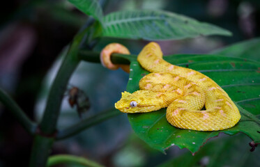 An eyelash viper (Bothriechis schlegelii) rests on a leaf in Tortuguero National Park, Costa Rica.