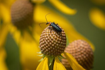 beetle on a flower
