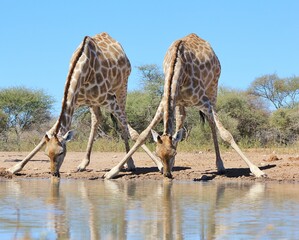 A pair of Southern African Giraffe do the splits for a sip of water, as seen in the wilds of Namibia, southwestern Africa.