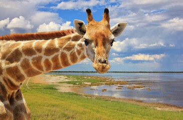 A Southern African Giraffe poses in the wilds of Namibia, southwestern Africa.