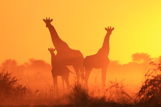 Southern African Giraffes in silhouette against a magnificent African sunset, as seen in the wilds of Namibia.