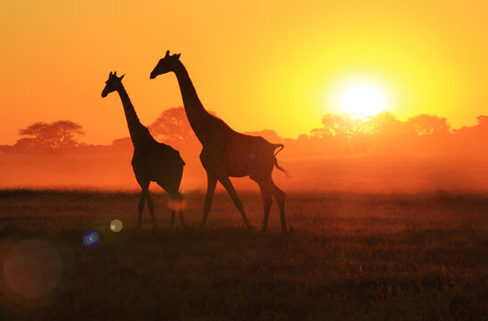 Southern African Giraffes in silhouette against a magnificent African sunset, as seen in the wilds of Namibia.