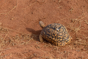 Closeup of Leopard tortoise (scientific name: Testudo pardalis, or 