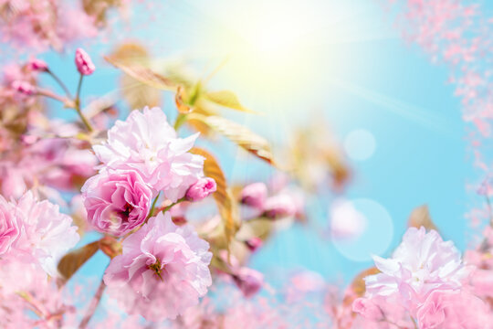 Beautiful sakura flower cherry blossom. Greeting card background template. Shallow depth. Soft toned. Spring nature.