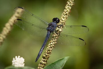 close up of a dragonfly