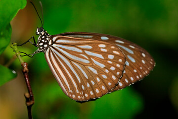Fototapeta na wymiar Brown butterfly on a green background close-up