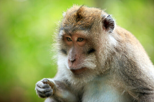 Portrait of the monkey with an amusing grimace