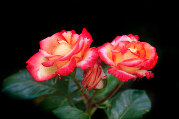 Fototapeta na wymiar Colorful roses in summer garden