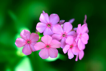 Obraz premium Colorful flowers in summer garden