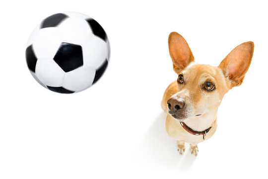 soccer podenco dog playing with leather ball  , isolated on white background, wide angle fisheye view