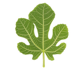 Common fig green leaf isolated on white, clipping path