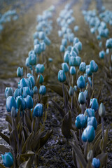 Niebieskie tulipany. Kwiaty wiosenne, polana tulipanów