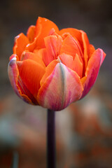 Pomarańczowe tulipany. Kwiaty wiosenne, polana tulipanów